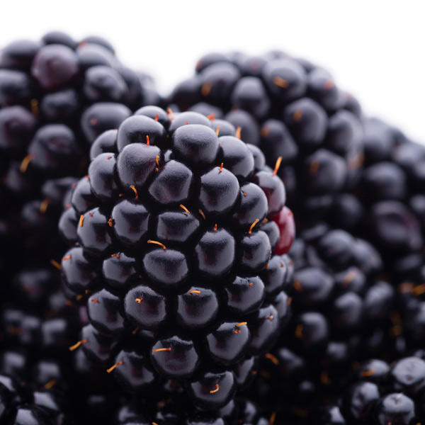 Billberry Powder (Natural Colour)100ml