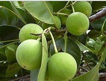 Tamanu Oil 100ml